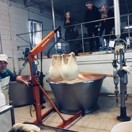 Parmigiano Reggiano Dairy Tour