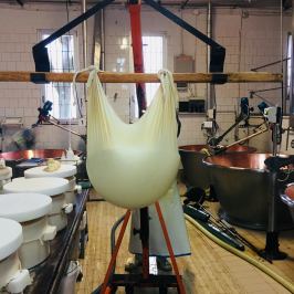 Parmigiano Reggiano Dairy Tour