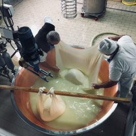 Parmigiano Reggiano Dairy Tour