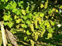prosecco wine tour