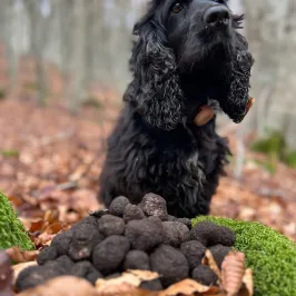 Truffle Tour in Italy