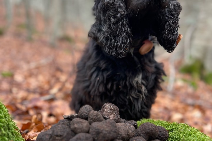 Truffle Tour in Italy