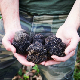 Truffle Tour in Italy