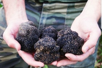 Truffle Tour in Italy