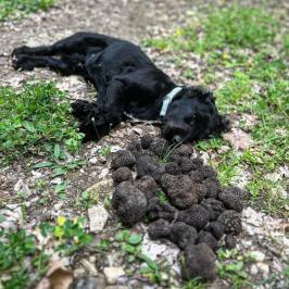 Truffle Tour in Italy
