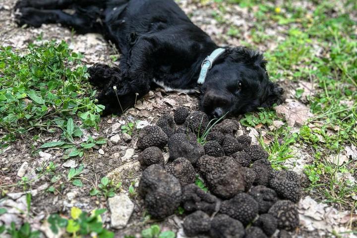 Truffle Tour in Italy