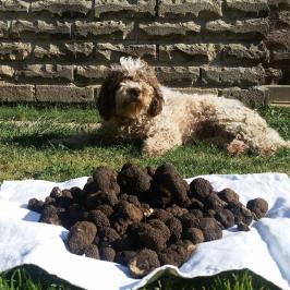 Truffle Tour in Italy