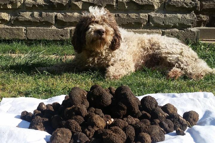 Truffle Tour in Italy
