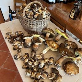 Truffle Tour in Italy