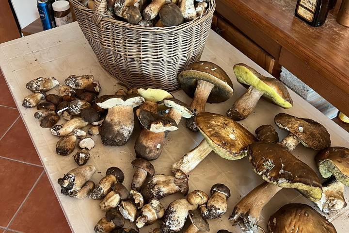 Truffle Tour in Italy