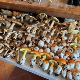 Truffle Tour in Italy