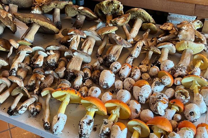 Truffle Tour in Italy