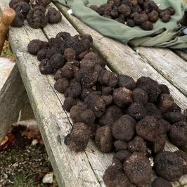 Truffle Tour in Italy