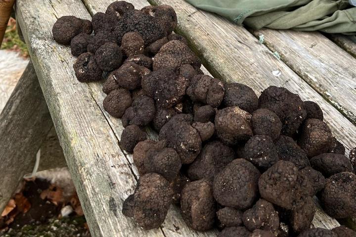 Truffle Tour in Italy