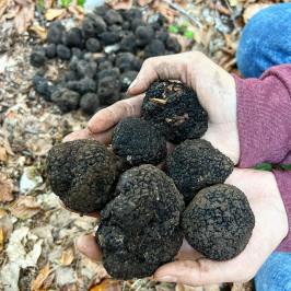 Truffle Tour in Italy