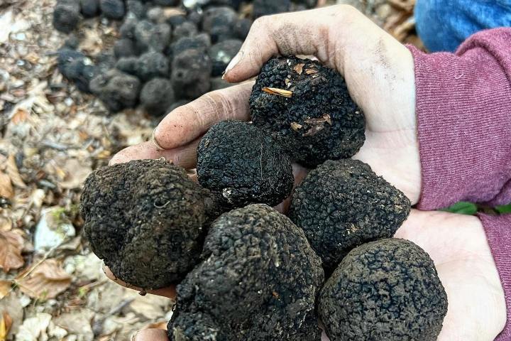 Truffle Tour in Italy