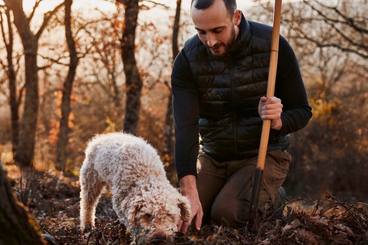 Truffle Tour in Italy