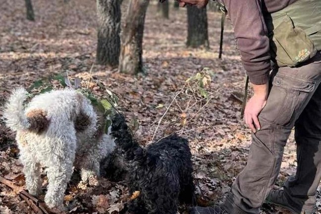 Truffle Hunting Experience