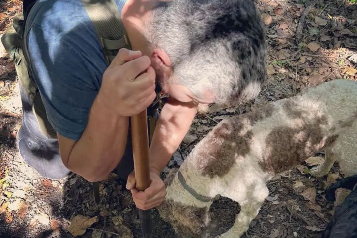 Truffle Hunting Experience