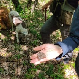 Truffle Hunting Experience