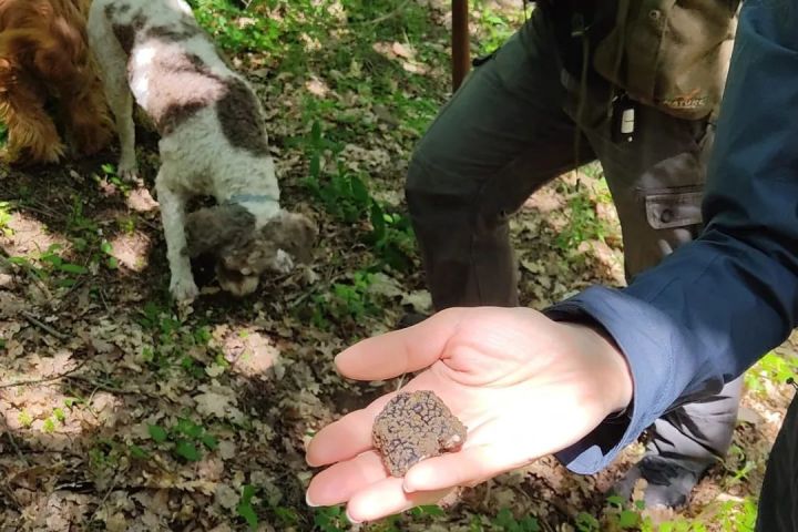 Truffle Hunting Experience