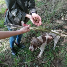 Truffle Hunting Experience