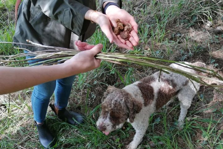 Truffle Hunting Experience