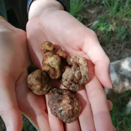 Truffle Hunting Experience