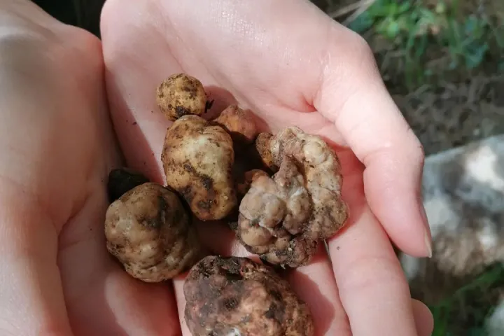 Truffle Hunting Experience
