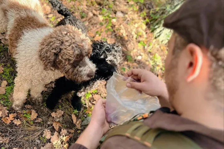 Truffle Hunting Experience