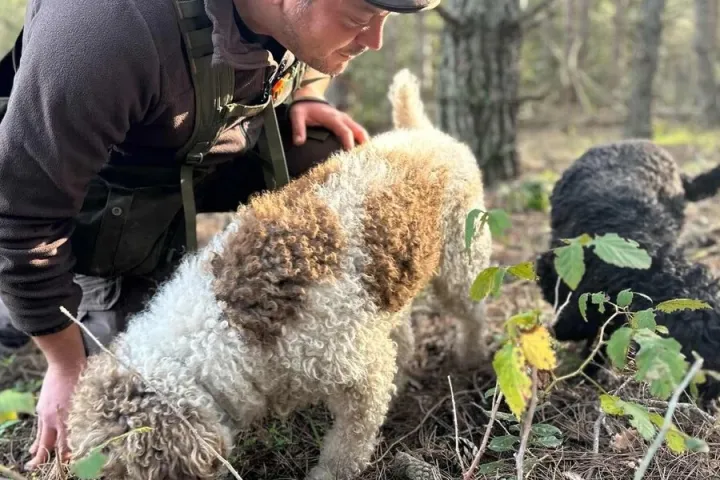 Truffle Hunting Experience
