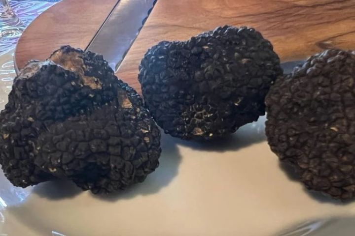 Truffle Hunting Experience