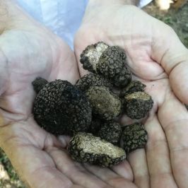 Truffle Hunting Experience