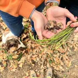 Truffle hunting near Rome with trained dog in forest