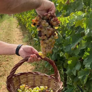 grape harvest tour in italy