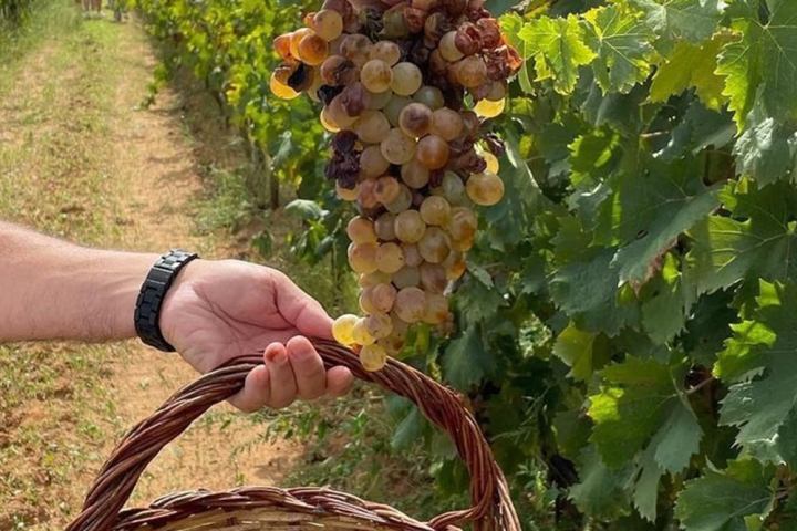 grape harvest tour in italy