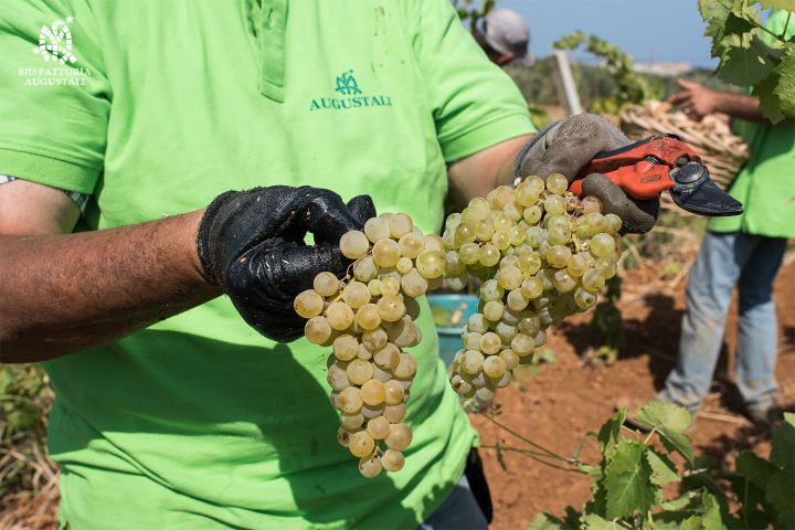 grape harvest tour in italy
