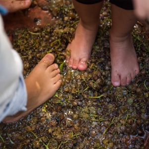 grape harvest tour in italy