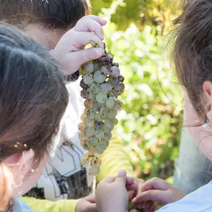 grape harvest tour in italy