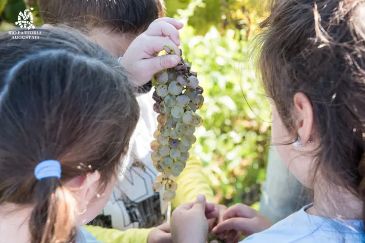 grape harvest tour in italy