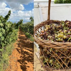 grape harvest tour in italy