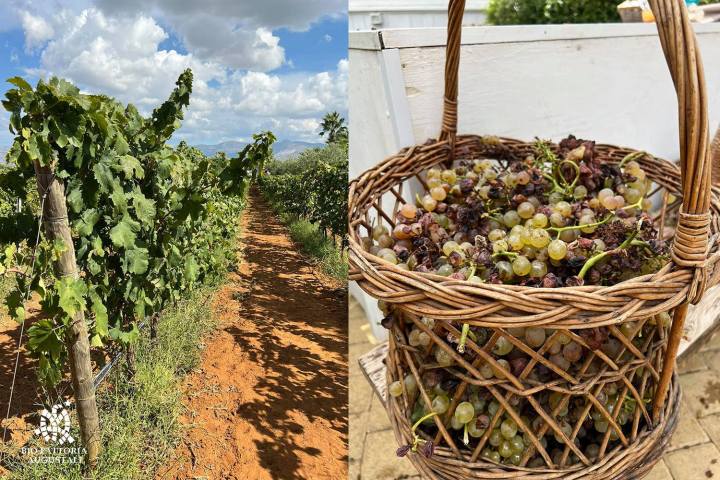 grape harvest tour in italy