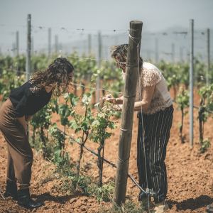 grape harvest tour in italy