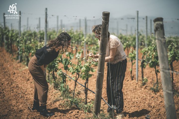 grape harvest tour in italy