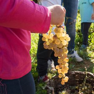 grape harvest tour in italy