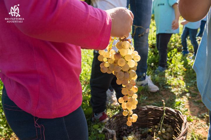 grape harvest tour in italy