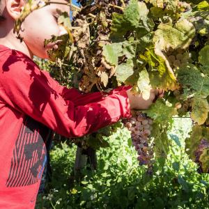 grape harvest tour in italy