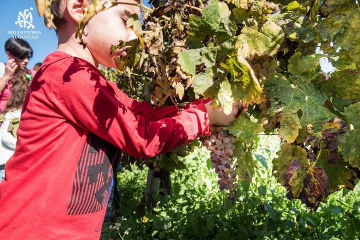grape harvest tour in italy