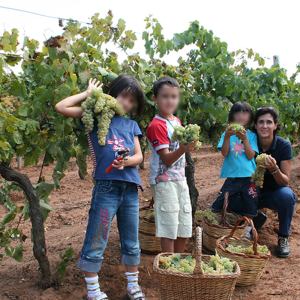 grape harvest tour in italy