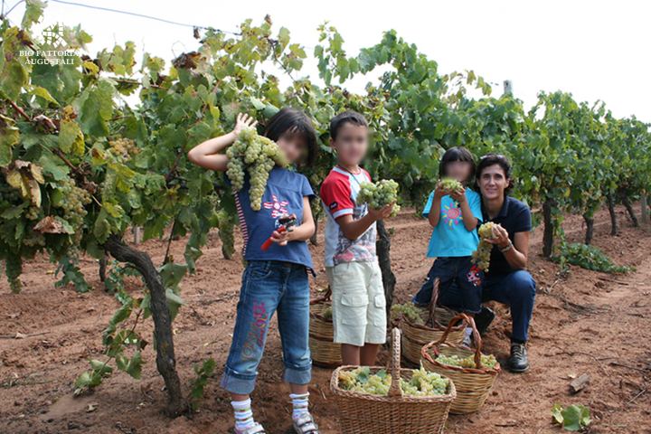 grape harvest tour in italy